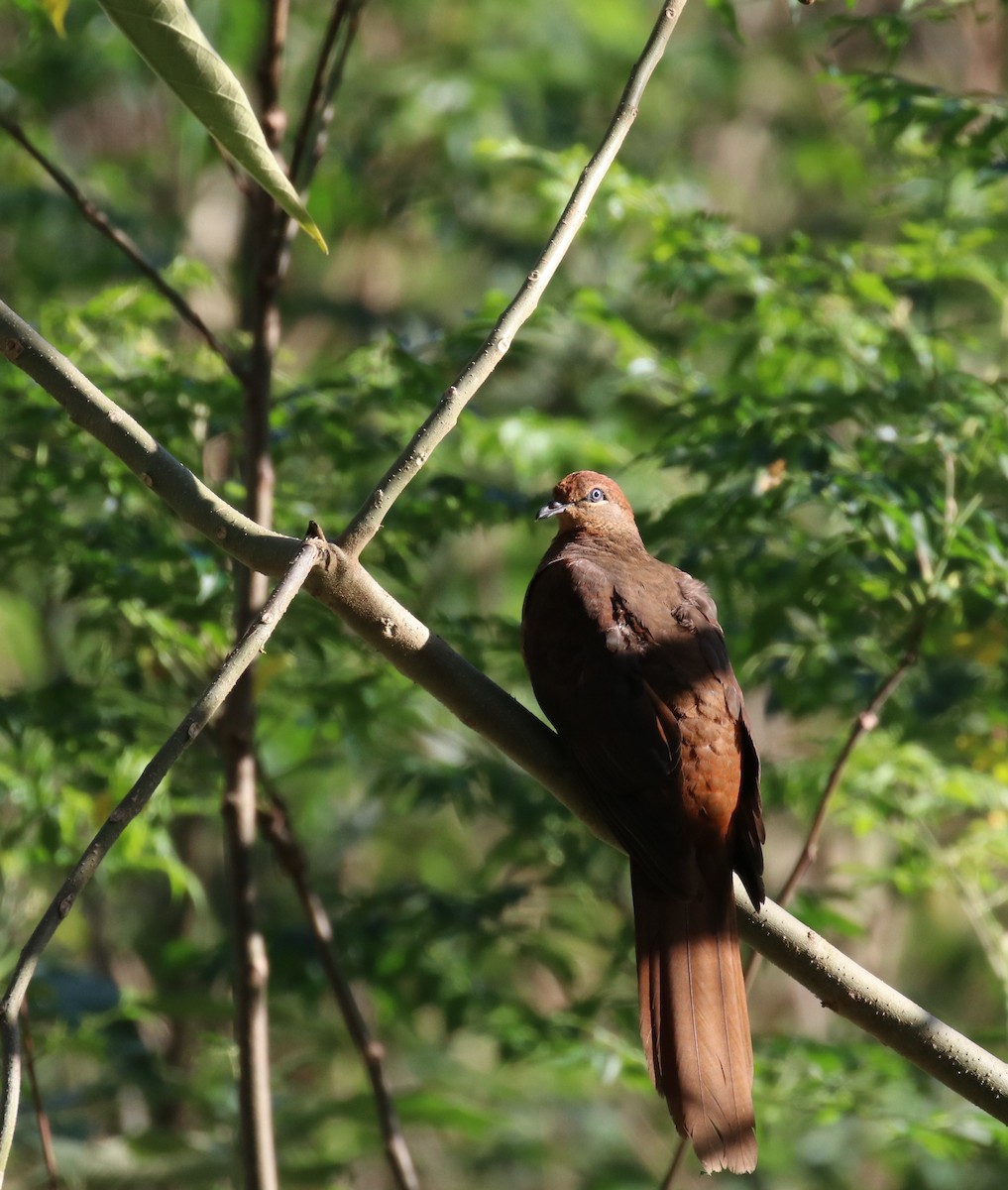 Brown Cuckoo-Dove - Tim Peisker