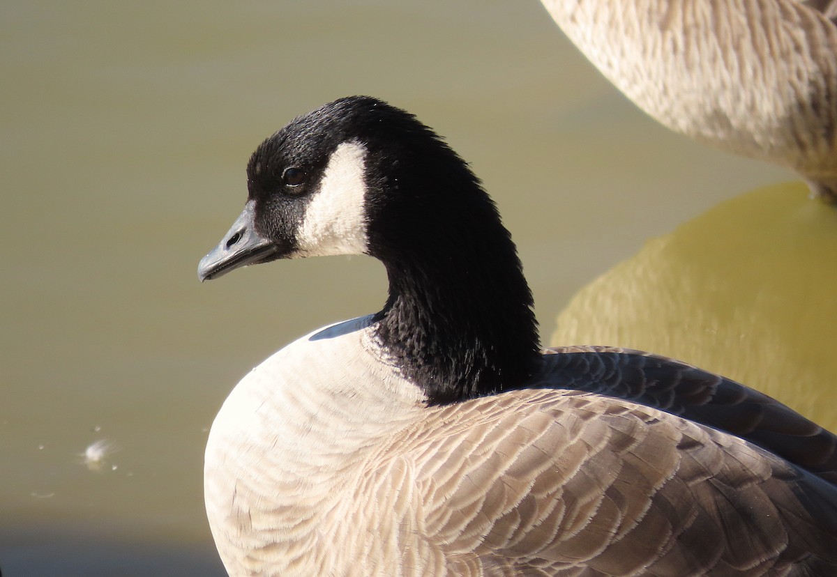 Cackling Goose (Richardson's) - ML281435631