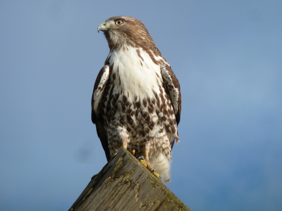 Red-tailed Hawk - ML281444871