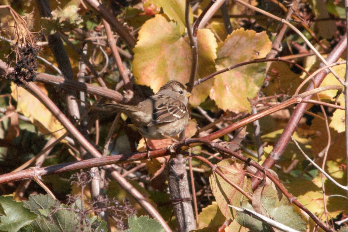 White-crowned Sparrow - ML281447171
