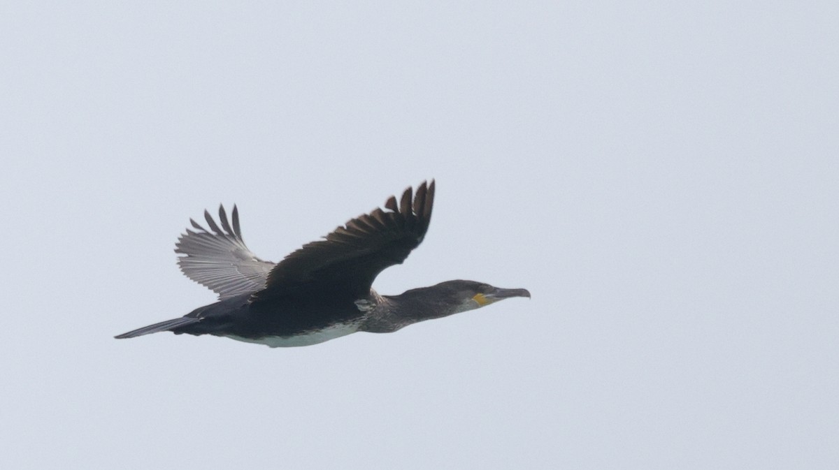 Great Cormorant (North Atlantic) - Tim Lenz