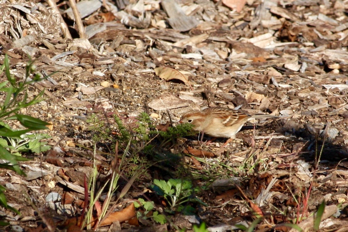 Field Sparrow - ML281448021