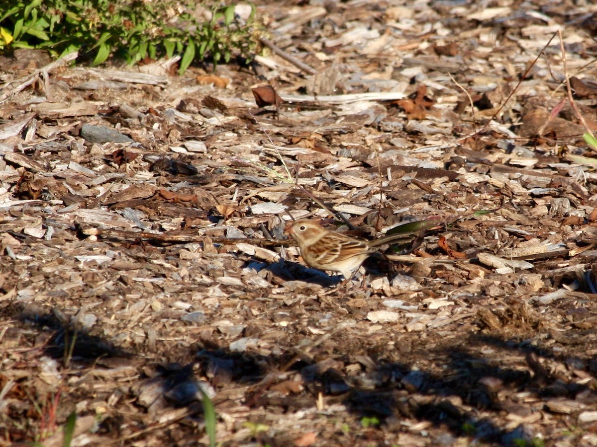 Field Sparrow - ML281448031
