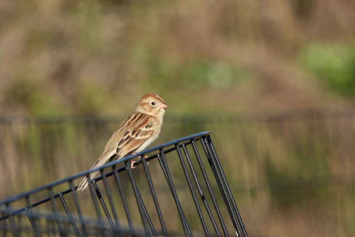 Field Sparrow - ML281448041