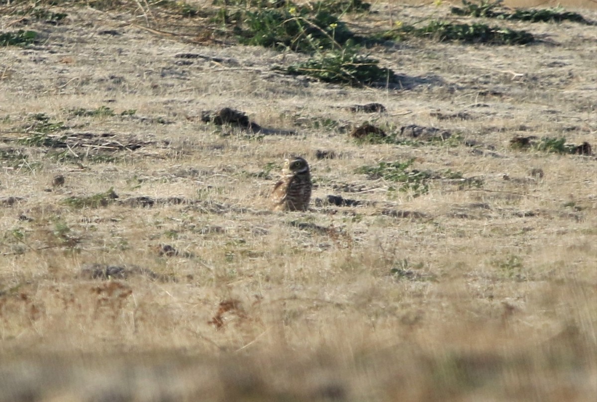 Burrowing Owl - ML281449411