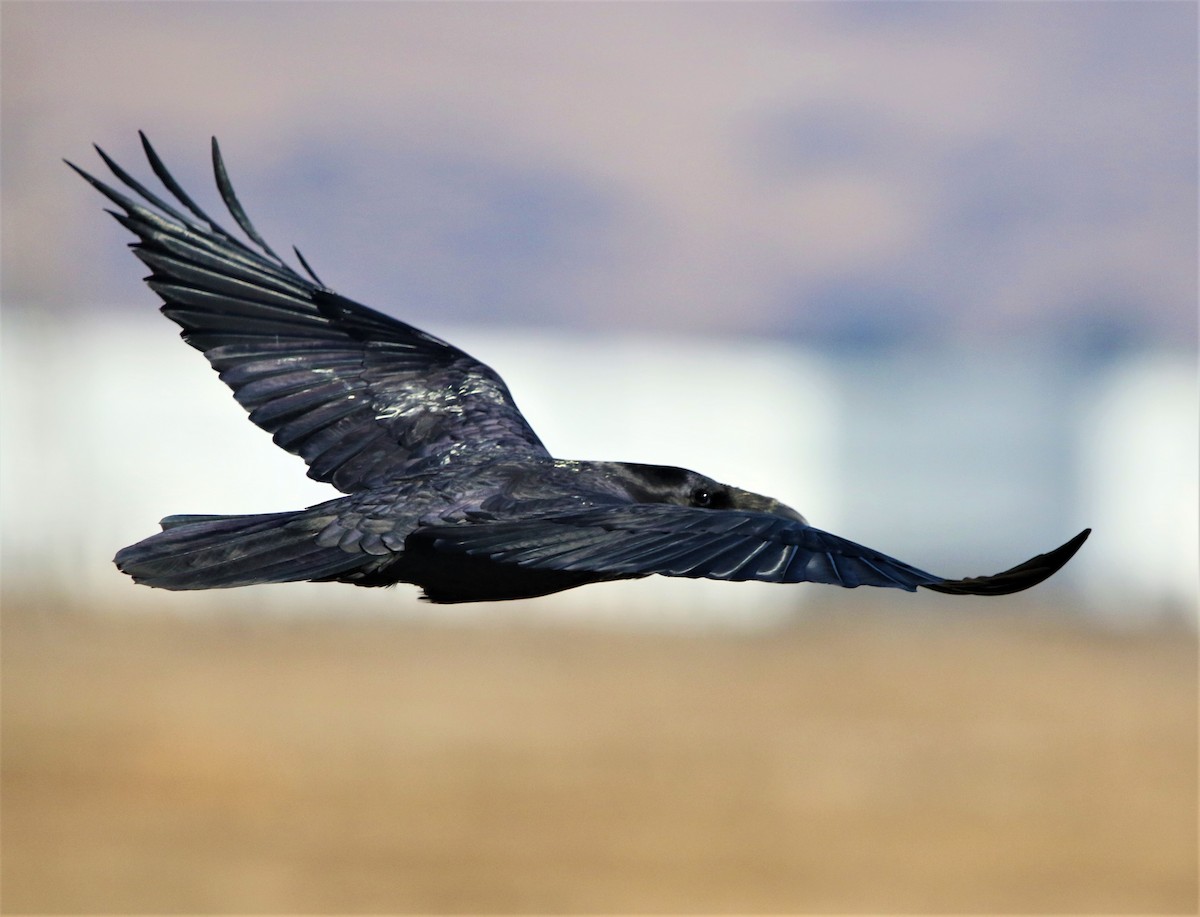 Common Raven - ML281450041