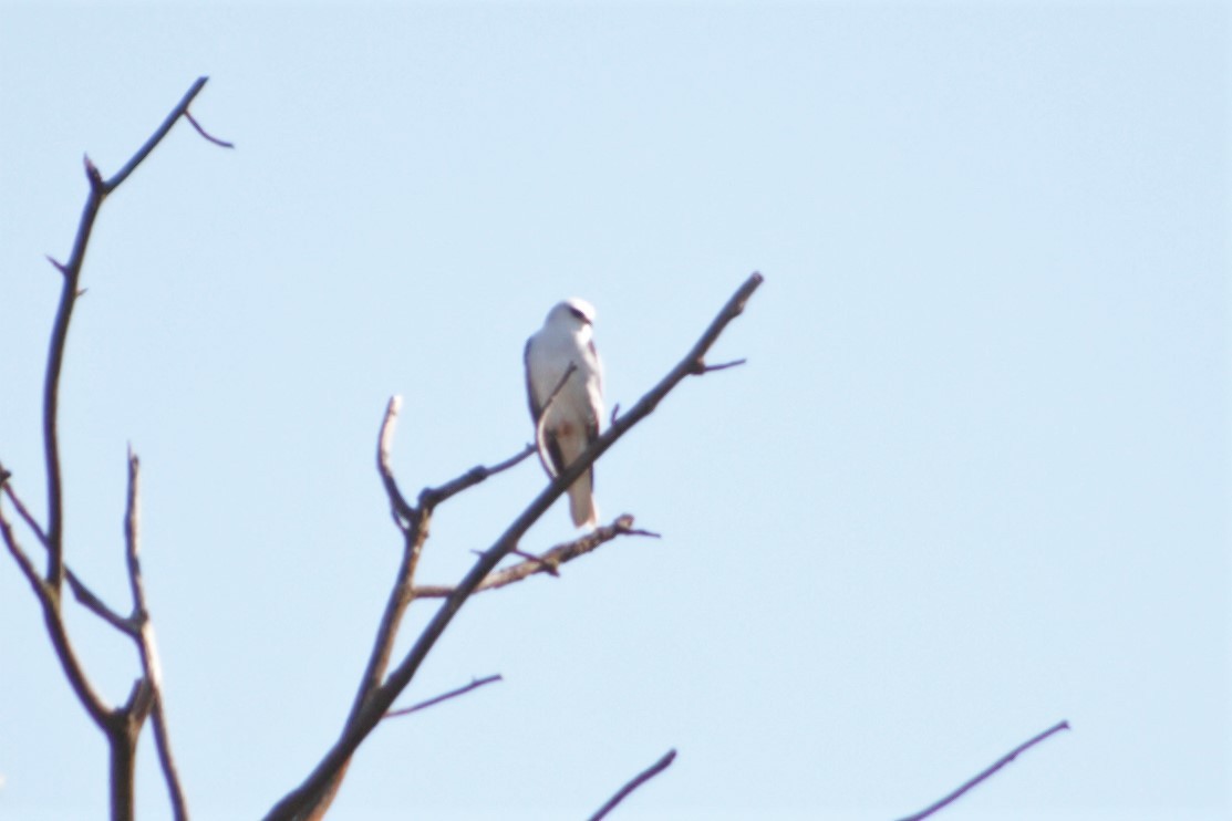 White-tailed Kite - ML281451531