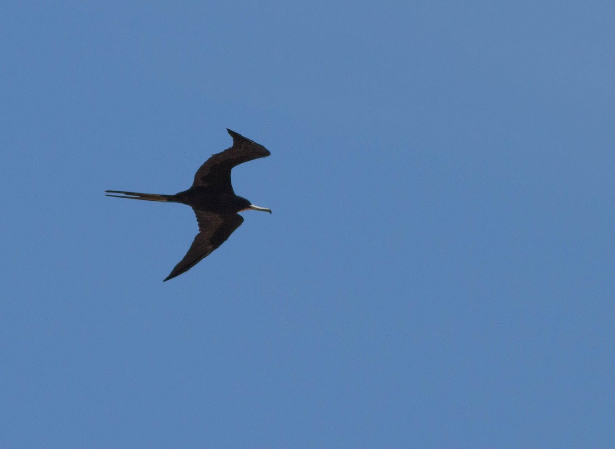 Magnificent Frigatebird - ML281451831