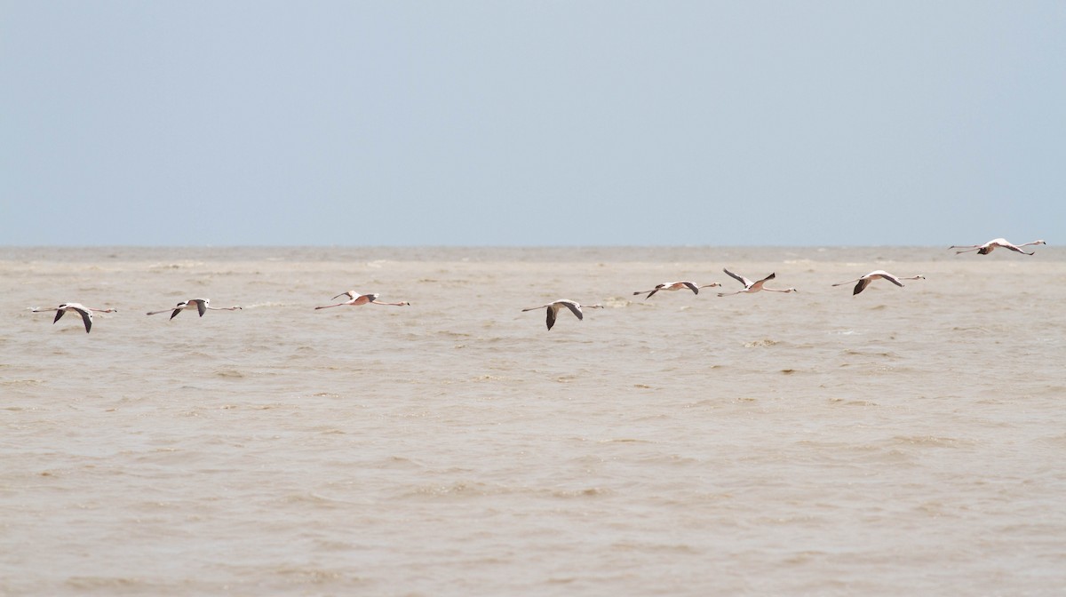 American Flamingo - ML281451971