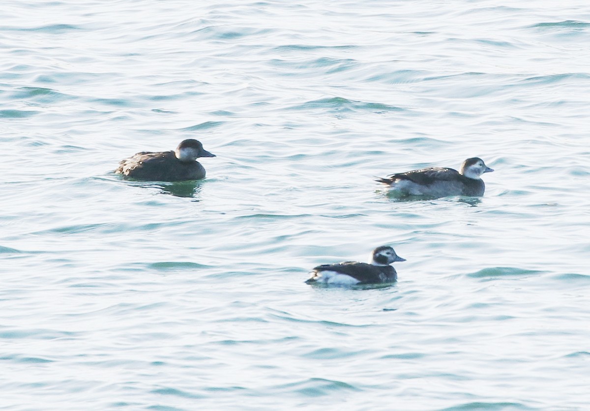 Long-tailed Duck - Mark  Ludwick