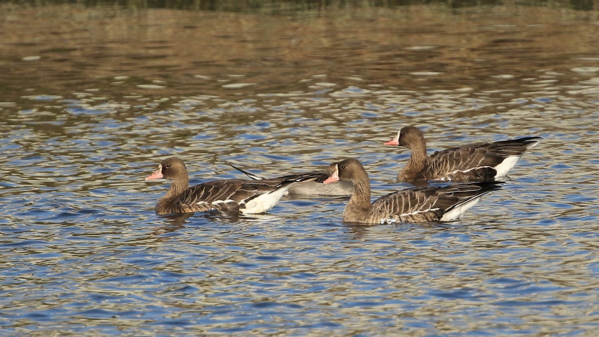 Greater White-fronted Goose - Dean LaTray