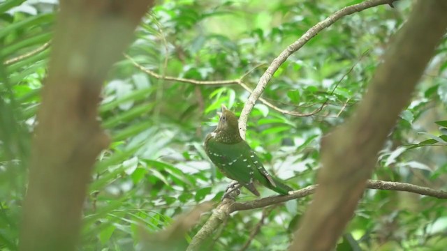 Зелёная птица-кошка - ML281463351