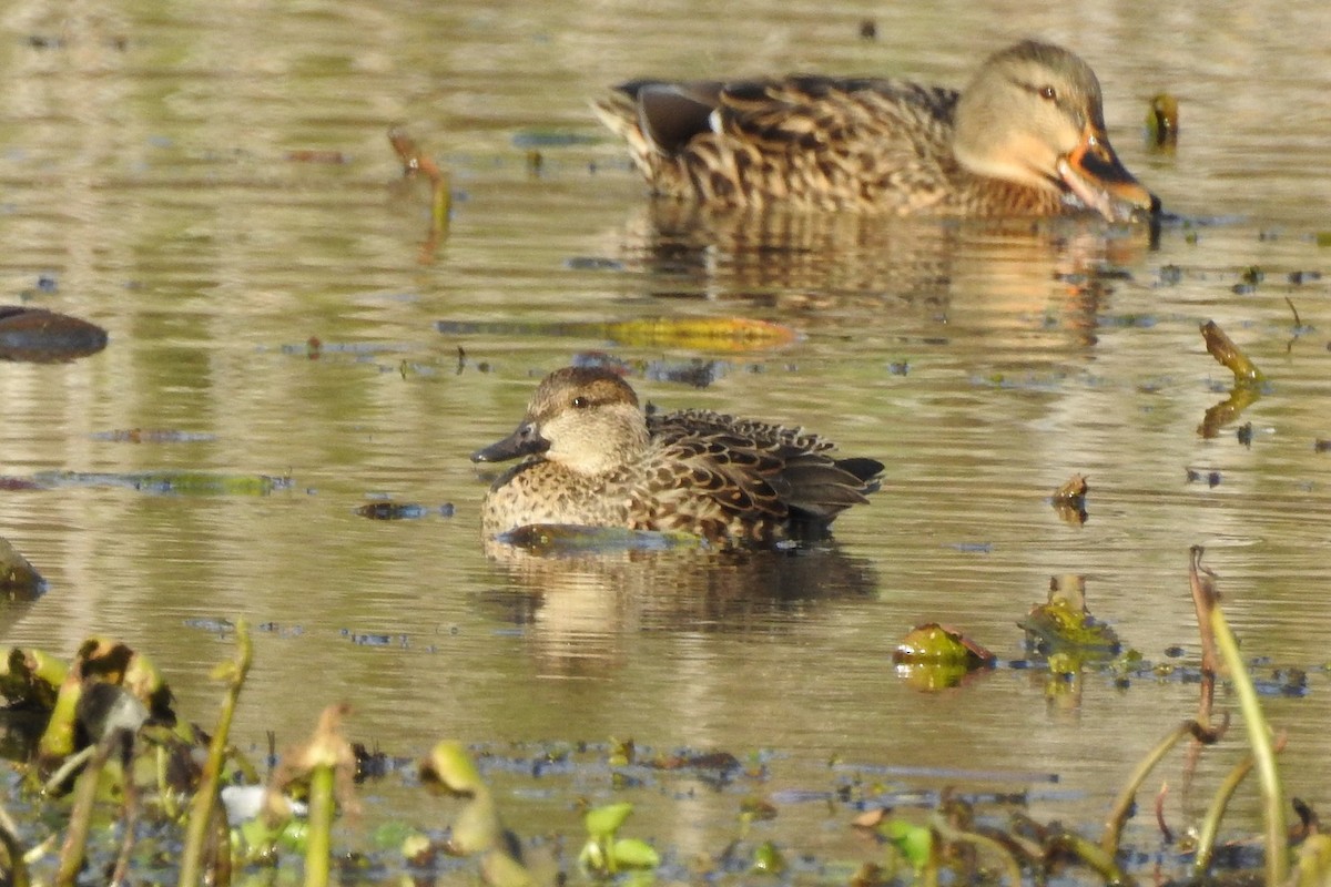 Green-winged Teal - ML281466631