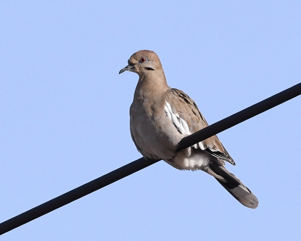 White-winged Dove - Susan Wrisley