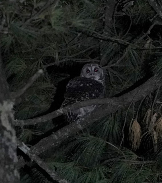 Himalayan Owl