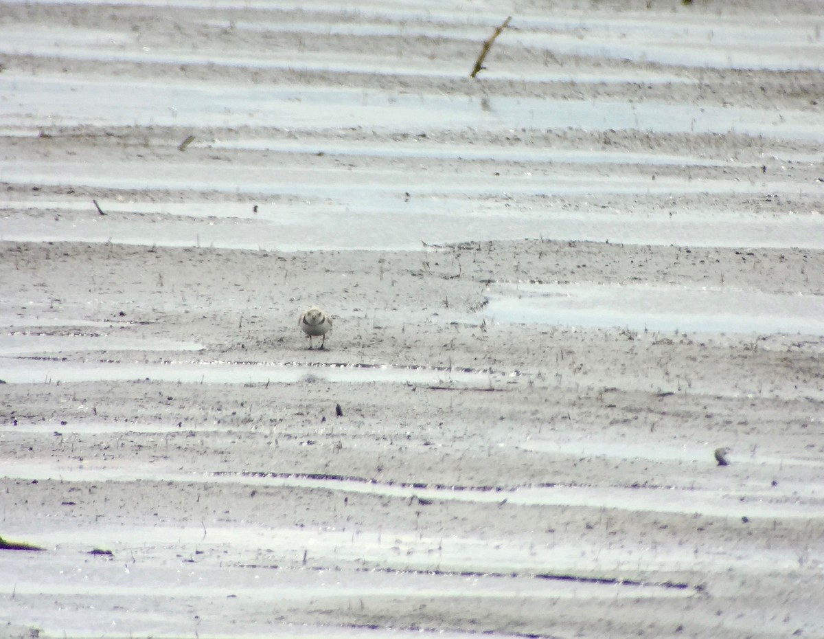 Piping Plover - ML28147921