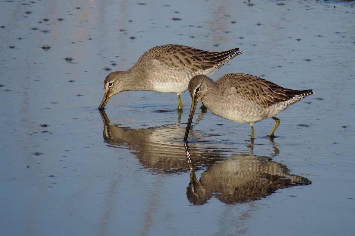 Long-billed Dowitcher - ML281479341