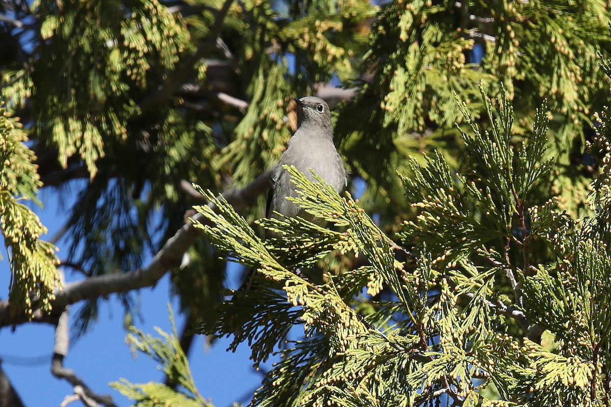 Townsend's Solitaire - ML281481401