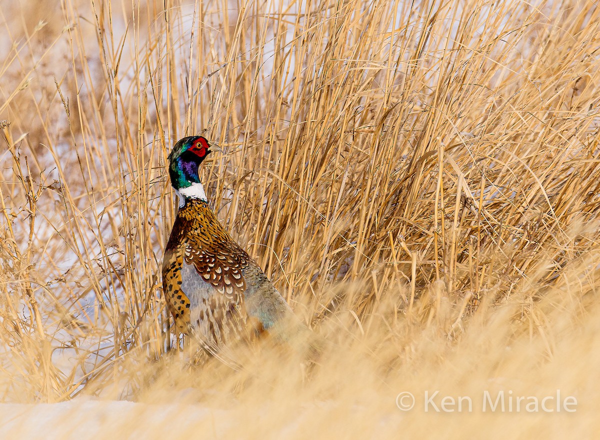 Ring-necked Pheasant - Ken Miracle