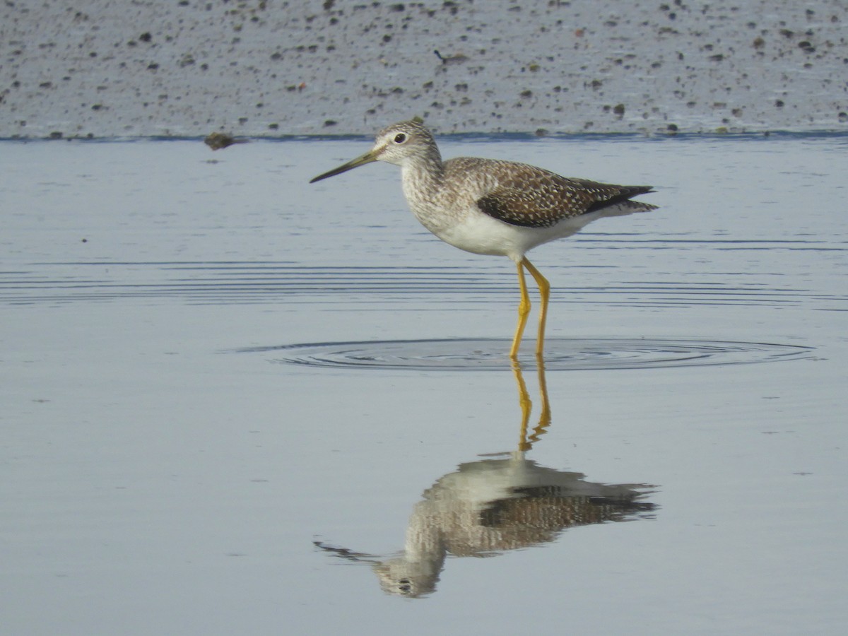 Greater Yellowlegs - Cliff Cordy