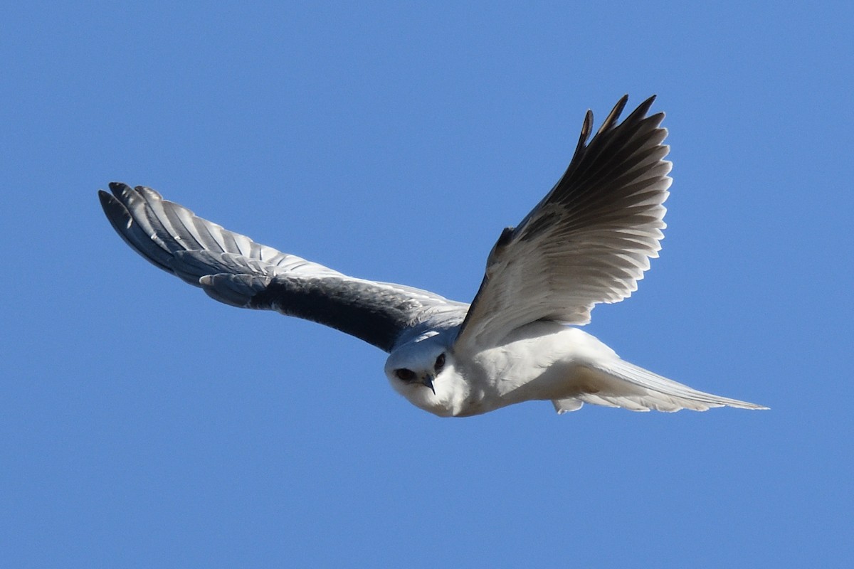 White-tailed Kite - ML281486541