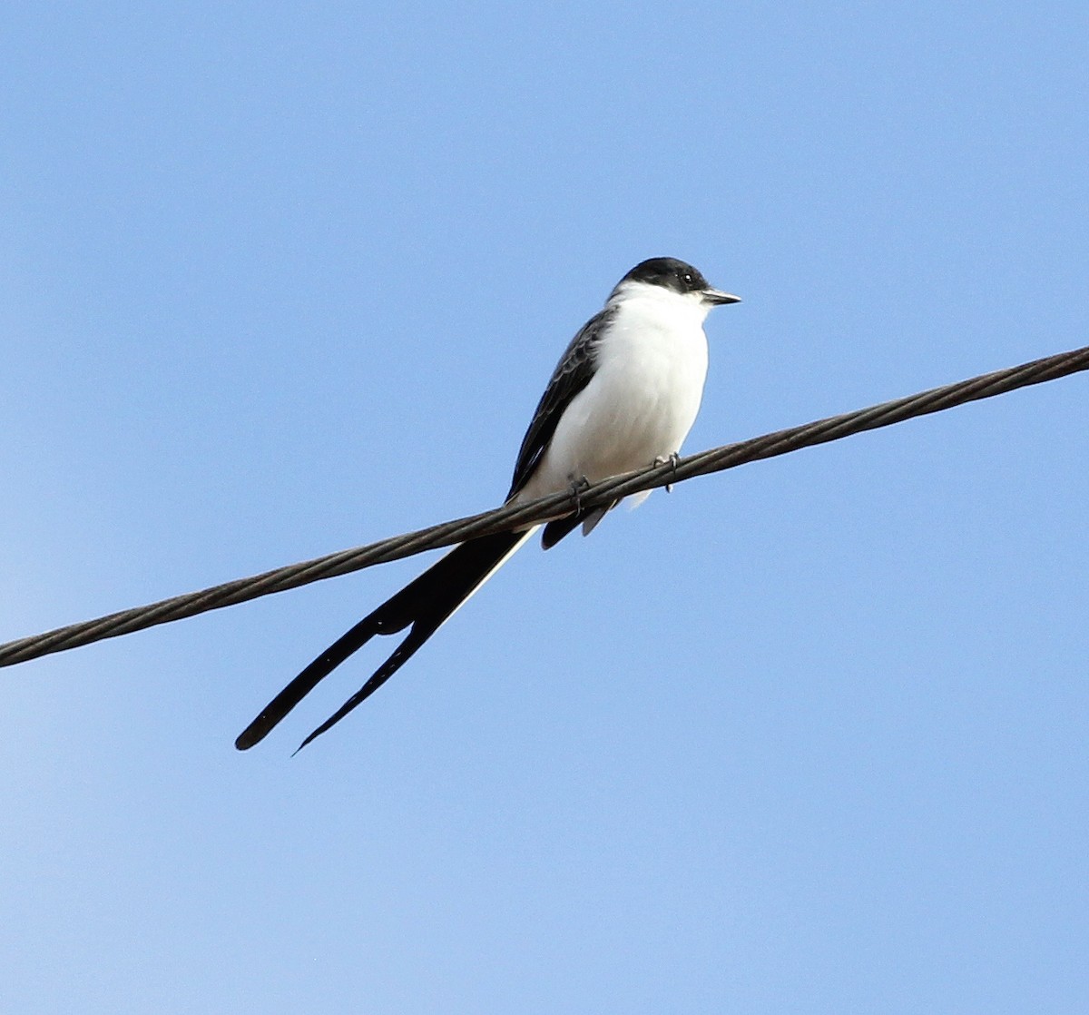 Fork-tailed Flycatcher (savana) - ML281487051