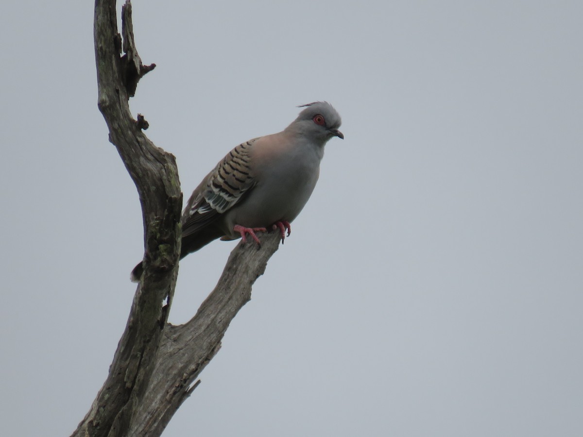 Crested Pigeon - ML281487611