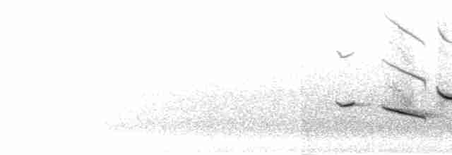 blåtrost (philippensis) - ML281491