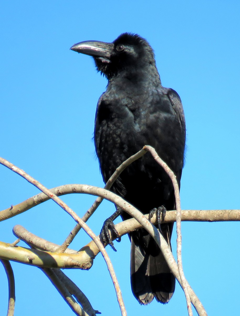 Large-billed Crow - Santharam V