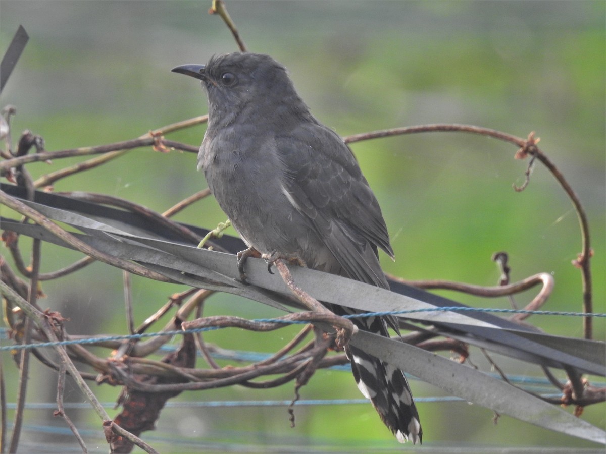 Gray-bellied Cuckoo - ML281497381