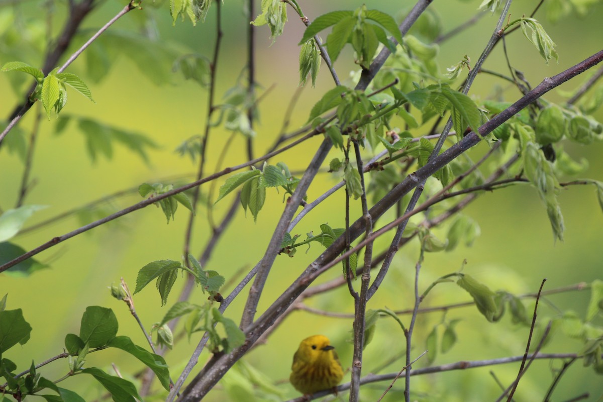 Yellow Warbler - ML28149901