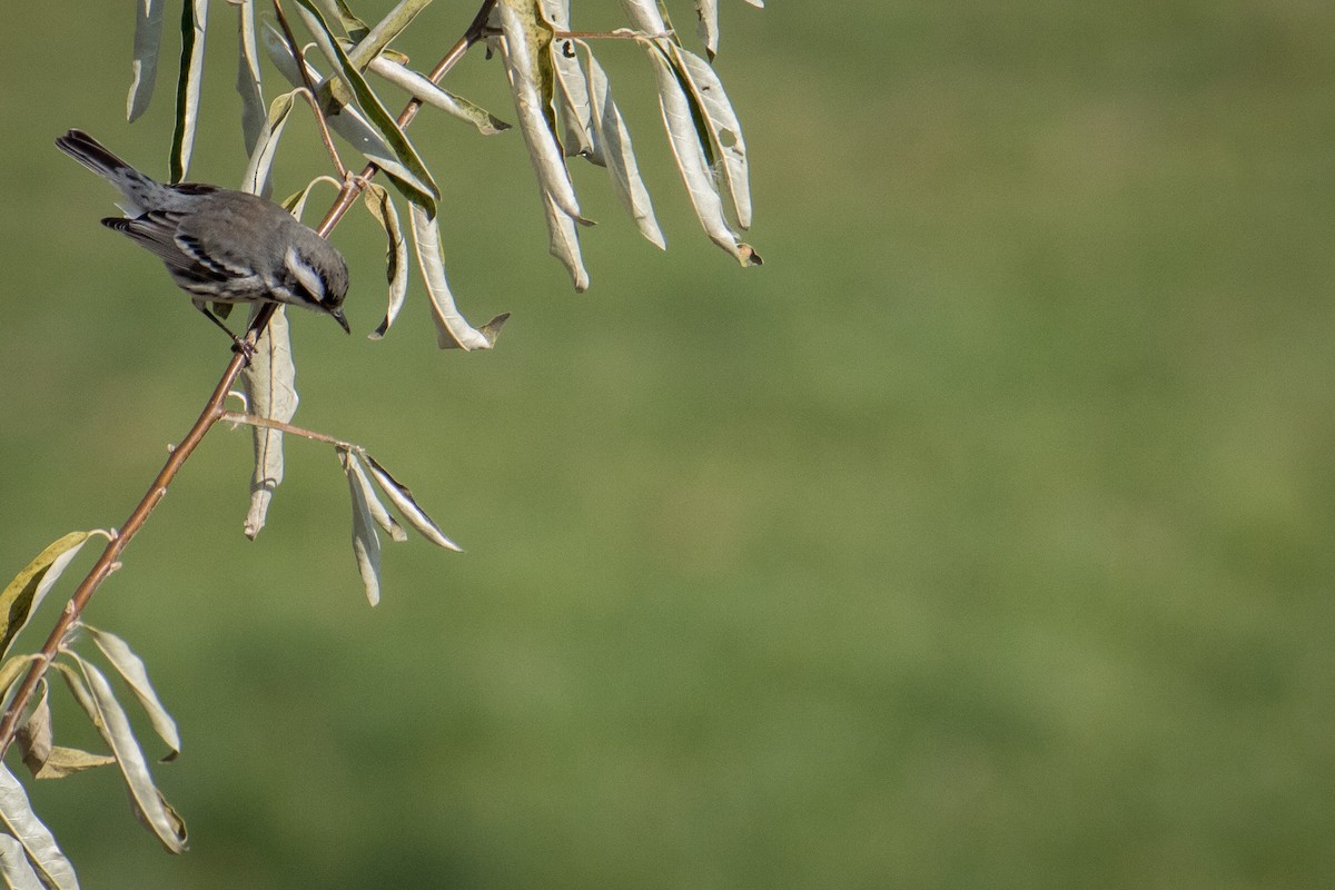 Black-throated Gray Warbler - ML281500201