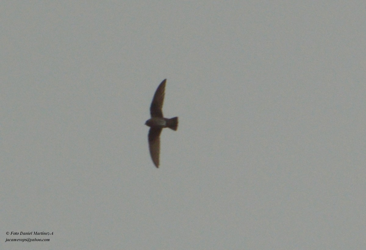 Spot-fronted Swift - ML28150051