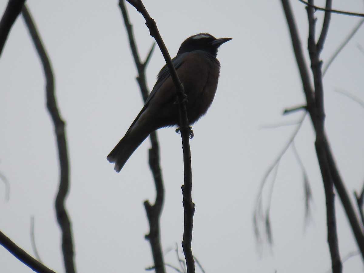 White-browed Woodswallow - ML281501541