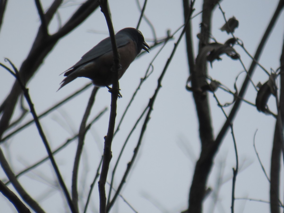 White-browed Woodswallow - Rodney Macready