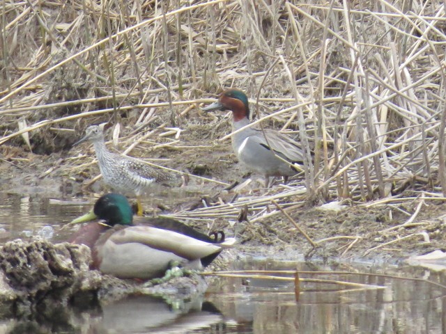 Green-winged Teal - ML28150201
