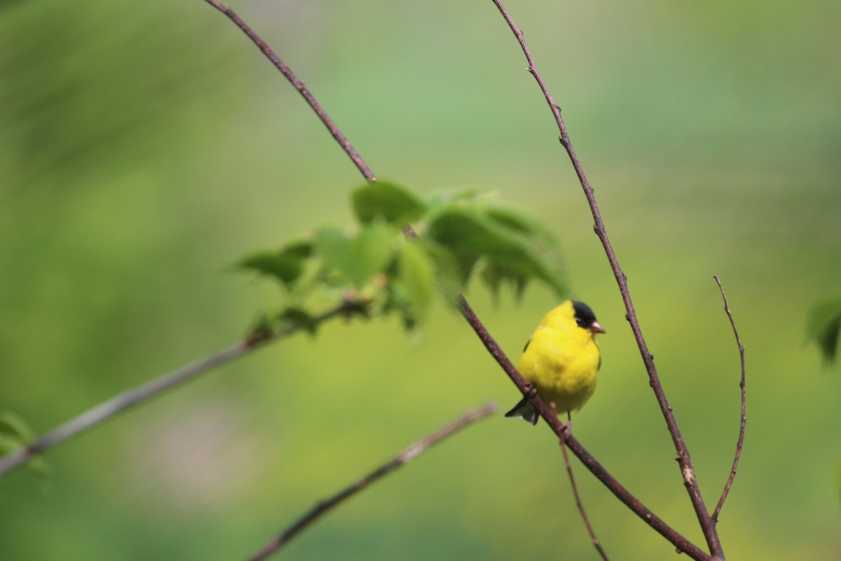 American Goldfinch - Russell Allison