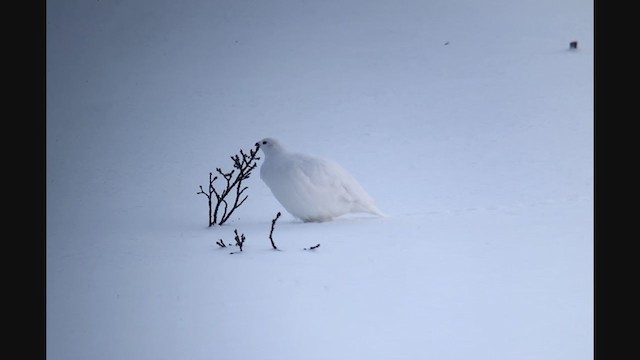 Weißschwanz-Schneehuhn - ML281505351