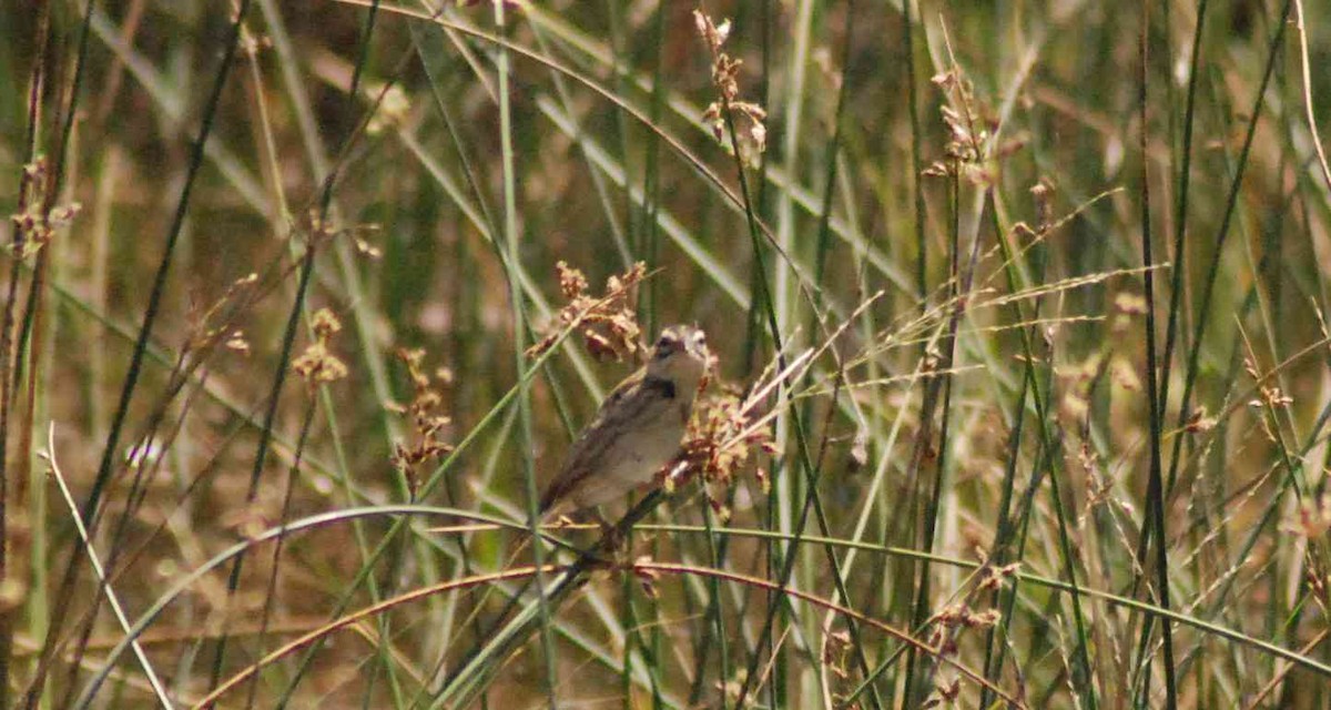 Pin-tailed Whydah - Frédéric Bacuez