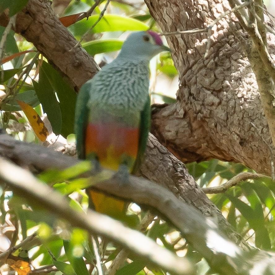 Rose-crowned Fruit-Dove - ML281515721