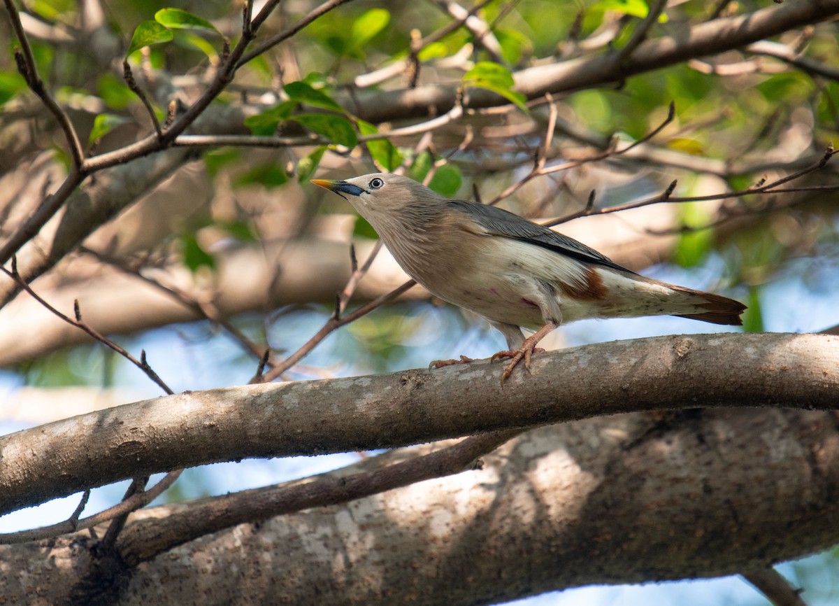 Chestnut-tailed Starling - ML281520661