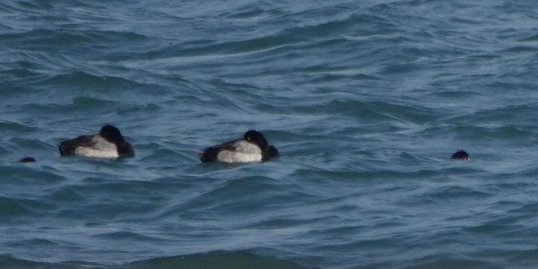Greater Scaup - Kisup Lee