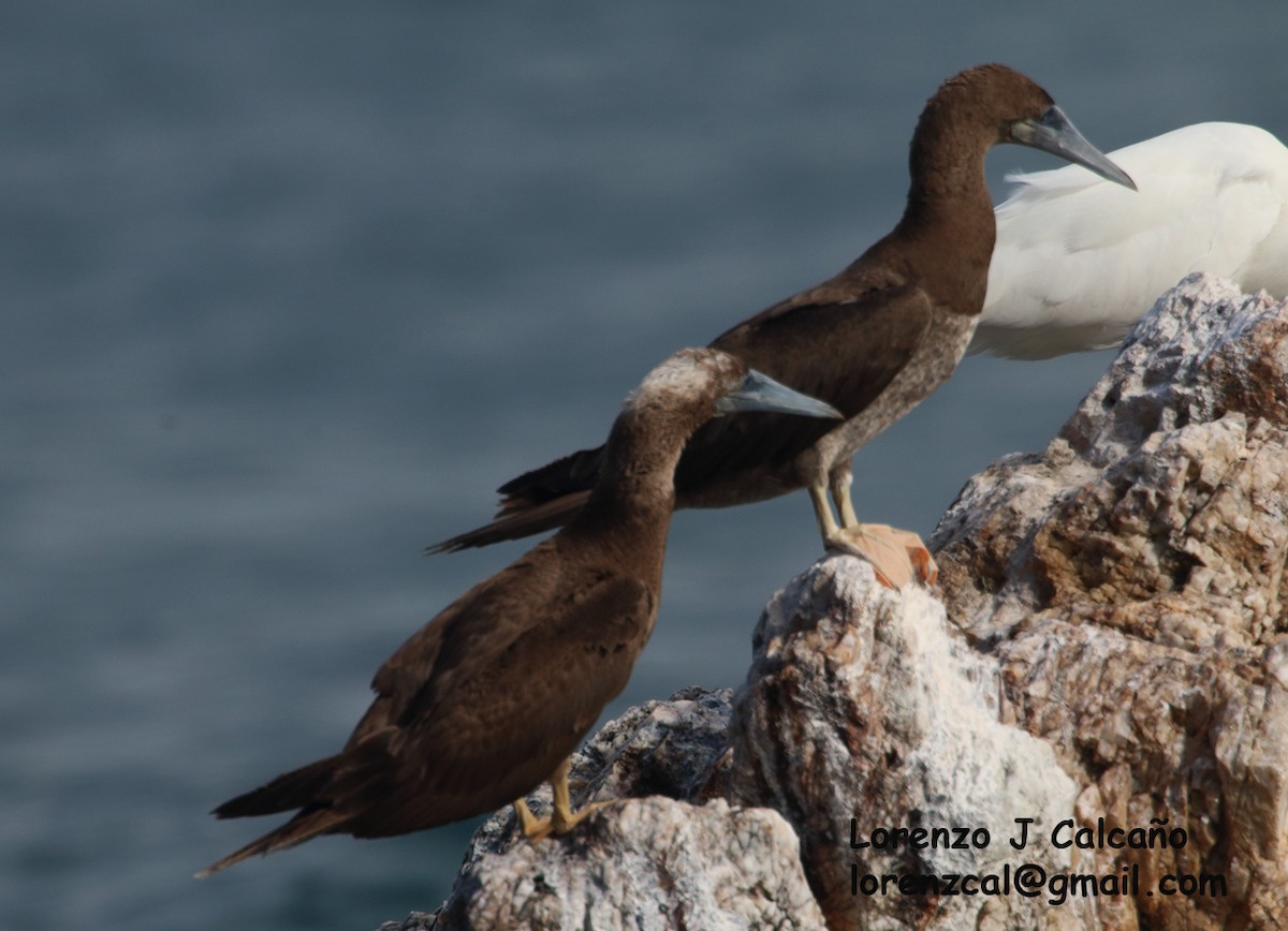 Brown Booby - ML281523311