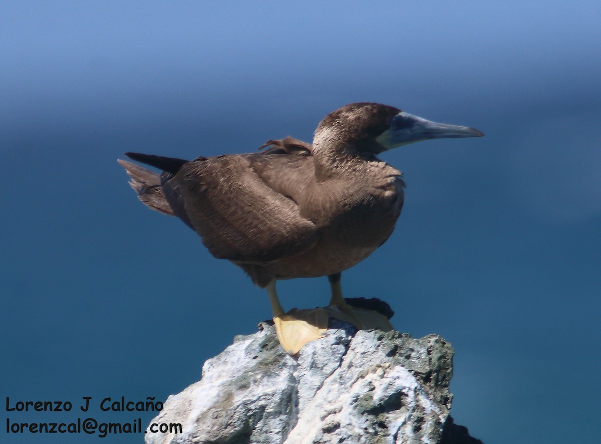 Brown Booby - ML281525061