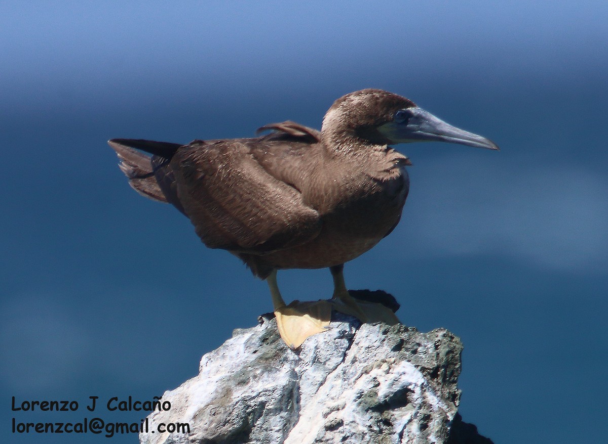 Brown Booby - ML281525081