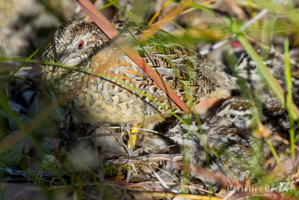 Painted Buttonquail - ML281525631
