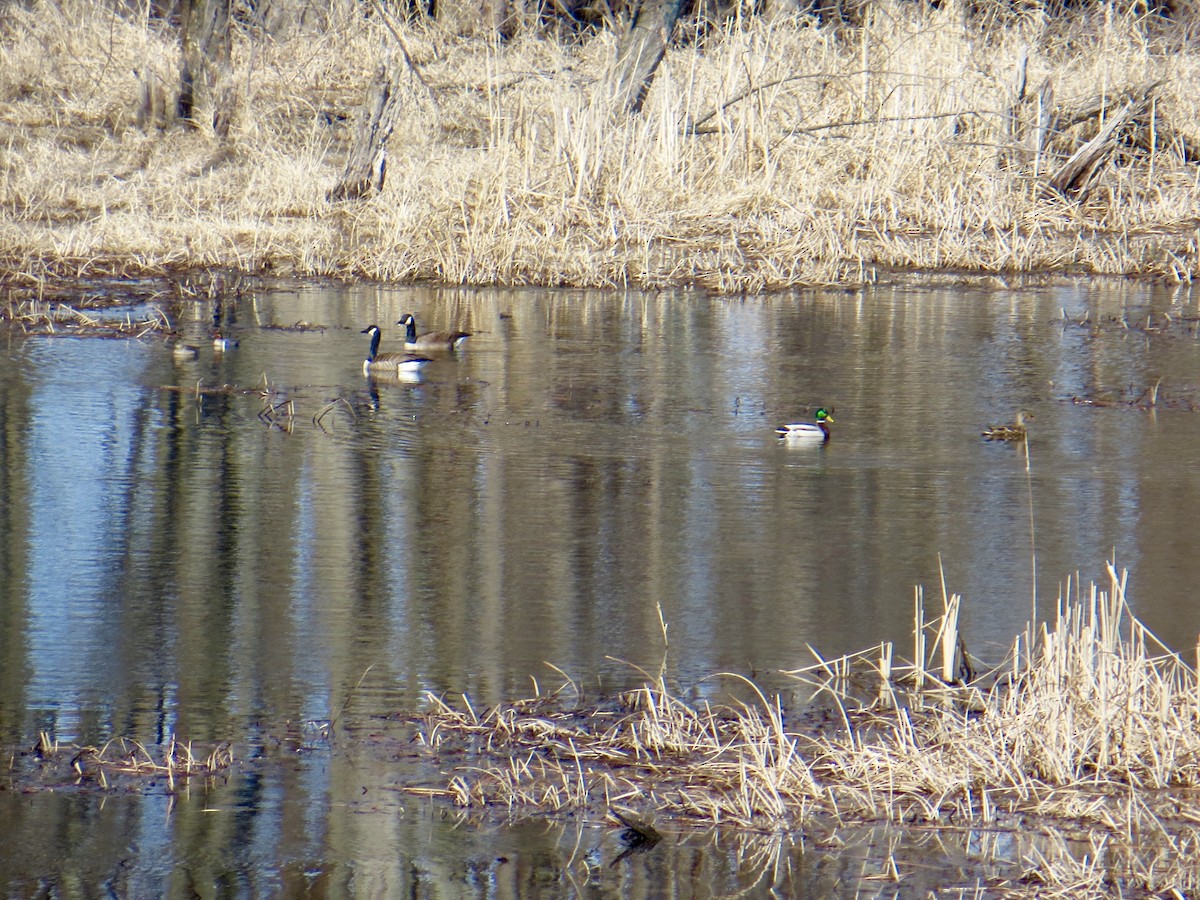 Green-winged Teal - ML28152681