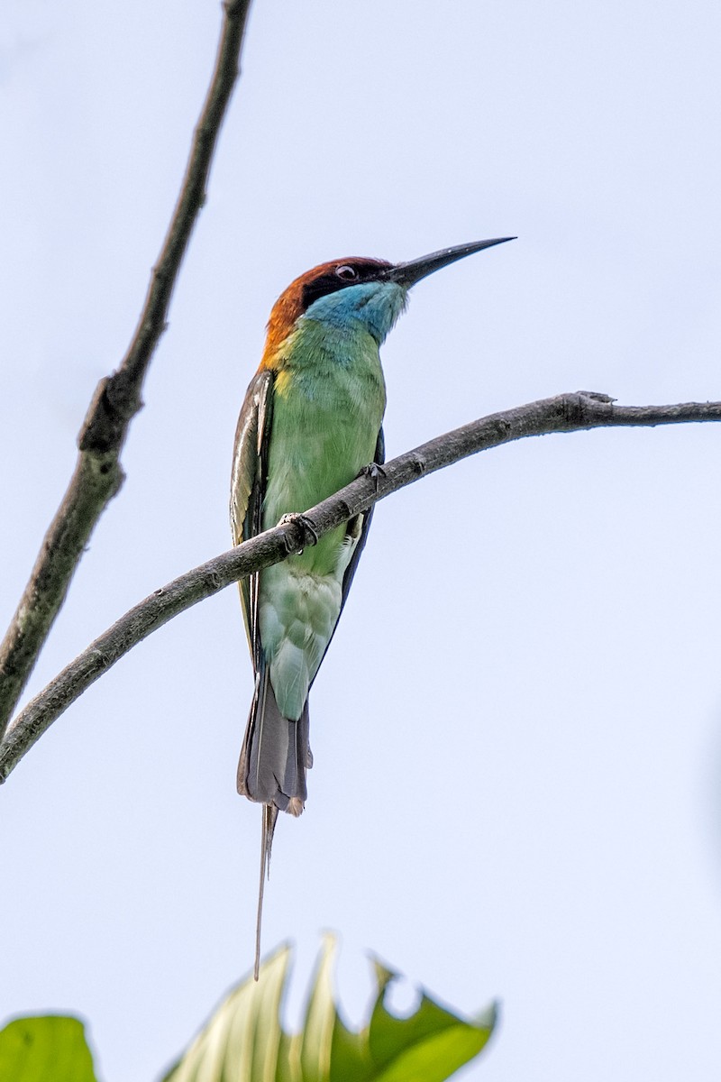 Blue-throated Bee-eater - ML281527751