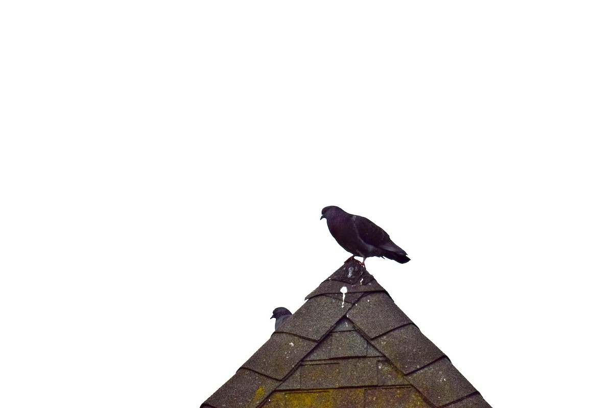 Rock Pigeon (Feral Pigeon) - ML28153141