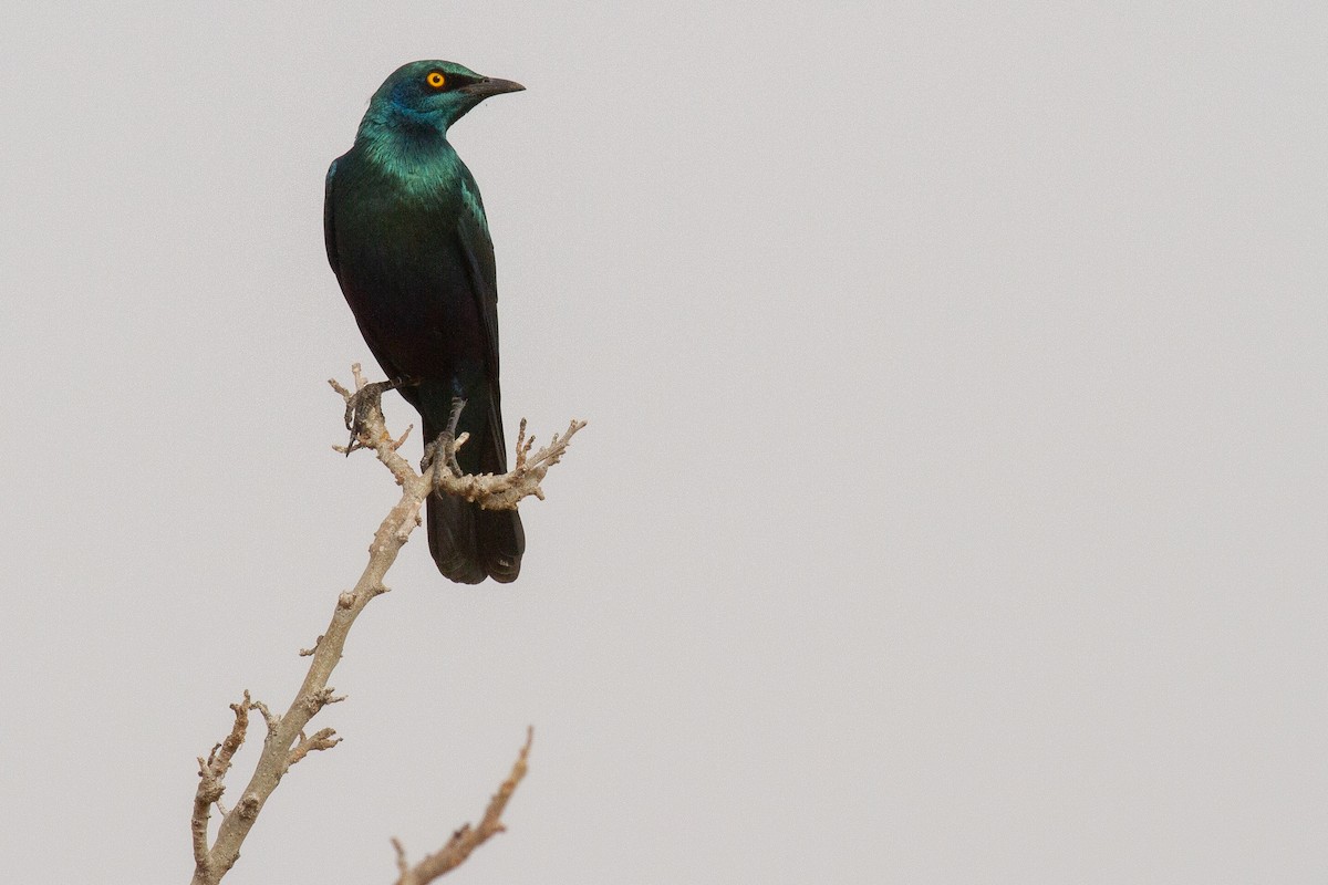 Greater Blue-eared Starling - Frédéric Bacuez